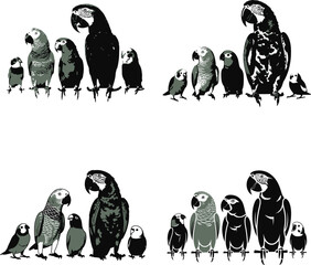 Diverse group of parrots and birds in varying sizes stand side by side on a clean white background