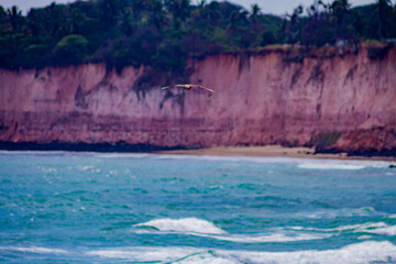 Praia, natureza, mar, ceu, paisagem, flores, sol, aves, animais, carro, 4x4 © JeanSurf