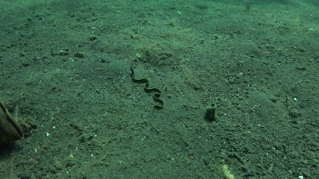 Juvenile eel-like fish moves slowly over sandy seafloor. Small dark-bodied fish with a yellow edge crawls along the bottom, showing typical benthic behavior.