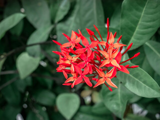 Bright Red Ixora Flowers with Green Leaves Background