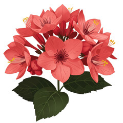 Obraz premium Vibrant cluster of coral-colored flowers and dark leaves isolated on white background