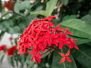 Red Ixora Flower Cluster Blooming bright in backyard