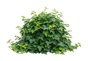 Obraz premium Lush, Green Ivy Bush with Varying Leaf Shades and Textures