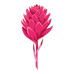 Vibrant pink flower with layered petals and delicate stem, isolated view isolated on white background