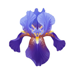 Detailed vector illustration of a vibrant purple and blue iris flower isolated on white background