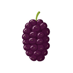 Vibrant illustration of a cluster of dark purple mulberries isolated on white background