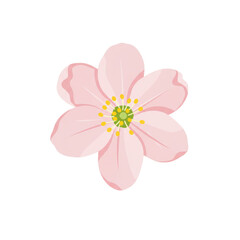 Delicate pink flower with yellow stamens and green center, top view isolated on white background