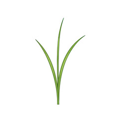 Three green blades of grass, simple illustration, upward growth isolated on white background
