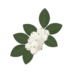 Snowberry branch with dark green leaves and white berries illustration isolated on white background