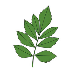 Detailed green leafy branch with outlined leaves and stem, botanical illustration isolated on white background