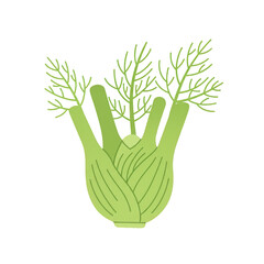 Fresh fennel bulb with delicate green fronds isolated on white background