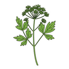 Vibrant green plant with detailed leaves and flower clusters isolated on white background