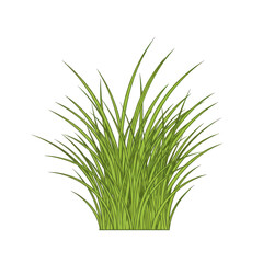 Detailed illustration of lush green grass blades in a dense clump isolated on white background