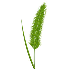 Vibrant green grass blade against a clean background isolated on white background