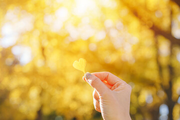 A woman's hand holds a heart-shaped yellow leaf in the soft morning sunlight with copyspace