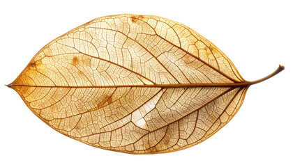 Obraz premium Translucent, dried leaf with intricate veins against a stark black background