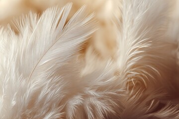 Obraz premium Close-up of delicate, creamy-white feathers, blurred background, soft lighting, and textures