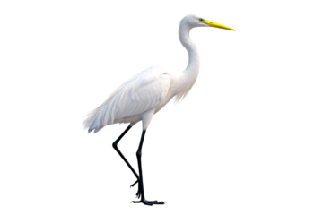 Great Egret, White Bird with Yellow Beak