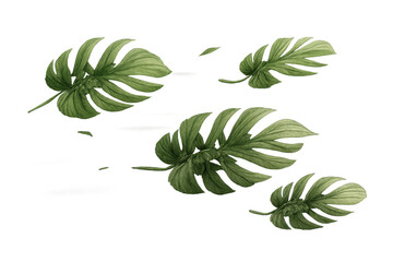 Monstera tropical leaves watercolor drawing on transparent background creating jungle floral motif