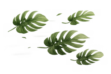Monstera tropical leaves watercolor drawing on transparent background creating jungle floral motif