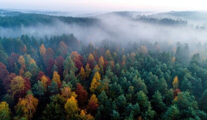 Aerial view of a colorful forest in autumn, shrouded in morning mist
