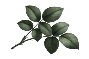 Rose leaf stem with dark green foliage, botanical drawing illustration in vintage style, garden nature element on transparent background