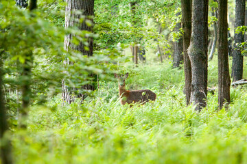 Zwierzęta leśne, piękny koziołek, rogacz - sarna © © Jakacki