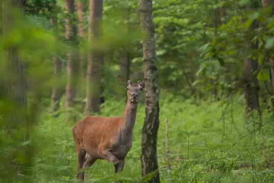 Zwierzęta leśne, piękny koziołek, rogacz - sarna