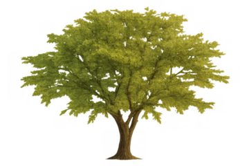 Lush green tree featuring vibrant foliage and sturdy trunk, standing isolated on transparent background, symbolizing nature and growth