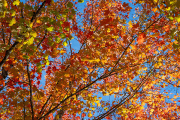 Looking up through maple tree branches in bright red, orange, and yellow of fall color at sunny blue sky, celebrate changing seasons, autumn nature background
