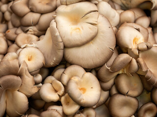 Fresh mushrooms at a traditional market