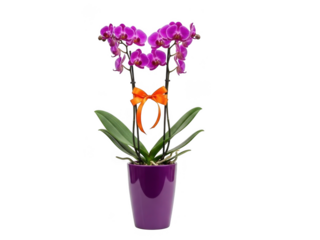 Elegant purple orchids in purple pot isolated on transparent background