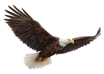 Obraz premium Bald eagle soars with wings outstretched in a powerful, graceful flight