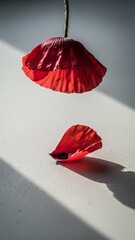 Red Poppy Petal Falling on Minimal White Background