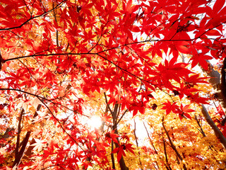 紅葉したカエデの木