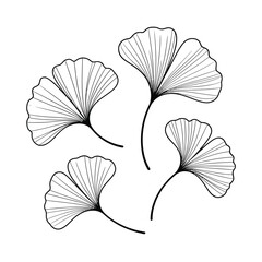 Delicate ginkgo biloba leaves in a minimalist black and white illustration