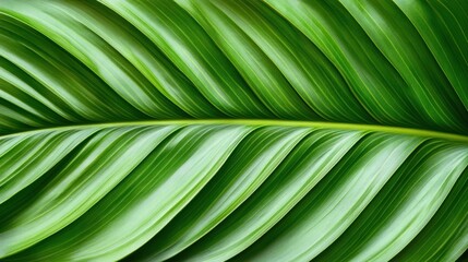 Close-up of vibrant green leaf veins