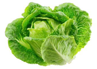 Fresh Romaine Lettuce Head green, leafy, crisp, on a transparent background