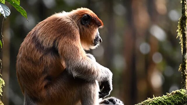 Proboscis Monkey in Rainforest Habitat Sitting on a Branch.