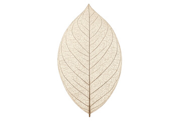 Obraz premium Dried skeleton leaf showing intricate vein structure