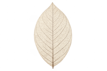 Dried skeleton leaf showing intricate vein structure