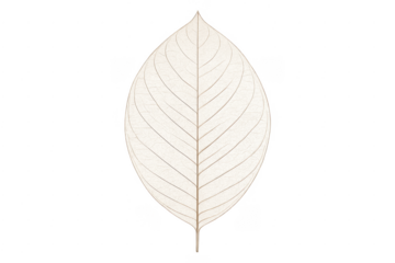 Delicate dry leaf skeleton structure on transparent background