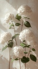 White Hydrangeas in Sunlight with Textured Wall Background sunlight white hydrangea flower floral ai