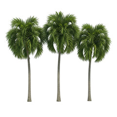 Three palm trees isolated on transparent background