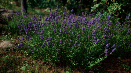 Obraz premium Lavender plant bloom garden purple flower nature outdoor sunlight greenery calm scene