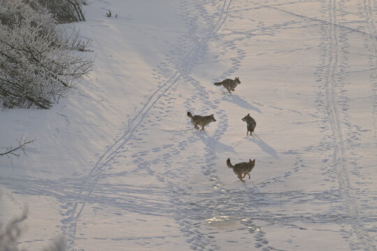 four coyotes on the lake, Coyote in the snow, winter, Canada, wildlife, nature, snow, 