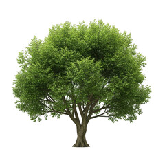 Full green tree isolated on transparent background