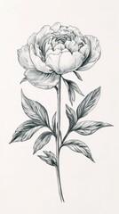 Elegant Peony Flower Botanical Illustration peony flower illustration botanical elegant drawing leaf