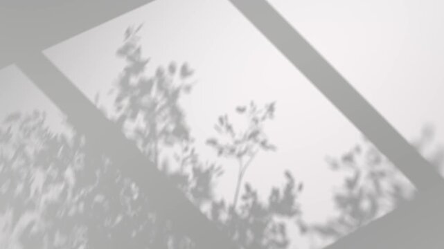 Window trees branches gray shadow moving minimalist on backgrounds footage video 3d rendering