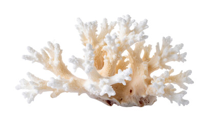 Obraz premium Closeup macro of a beautiful green marine coral reef plant isolated on a white background as a natural underwater mineral stone for an aquarium